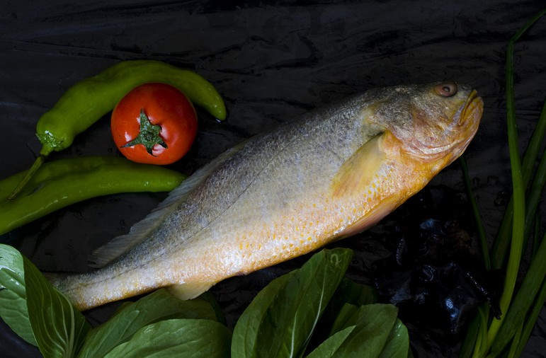 舟山大黄鱼的形态特征